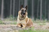 MALINOIS 576